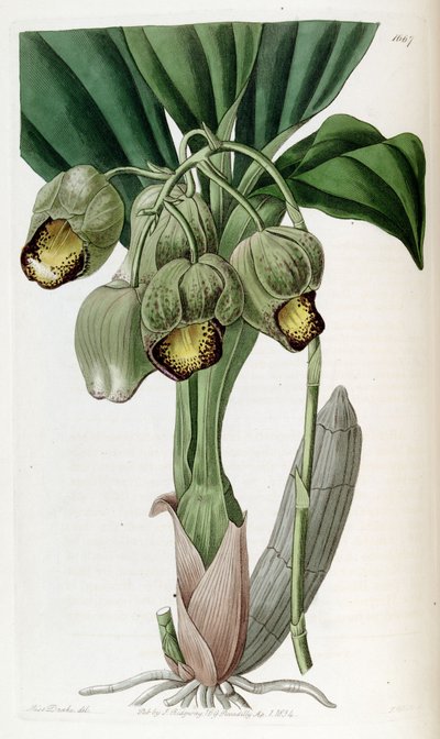 Catasetum luridum by Miss Drake